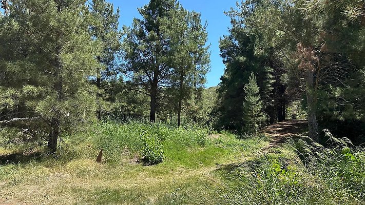 Pine Lake Golden Oak Ranch
